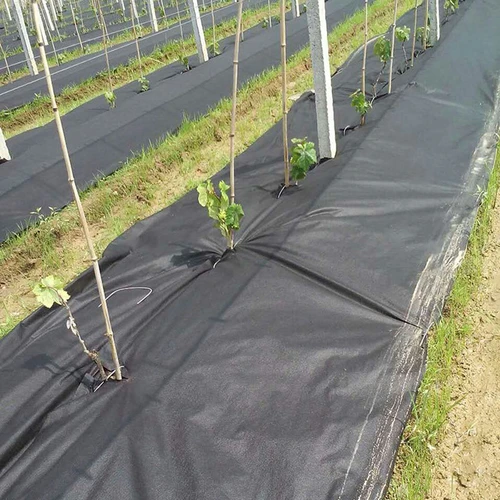 Why Choose UV-Resistant PP Spunbond For Agricultural Covers?